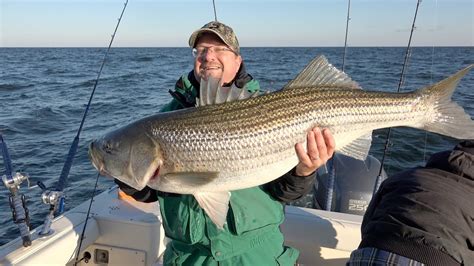 Chesapeake Bay Striped Bass January 1 2016 Youtube