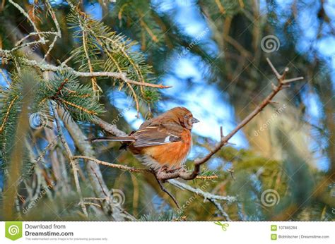 Female Eastern Towhee in the Winter Stock Photo - Image of feather ...