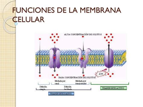 PPT FUNCIONES DE LA MEMBRANA CELULAR PowerPoint Presentation Free