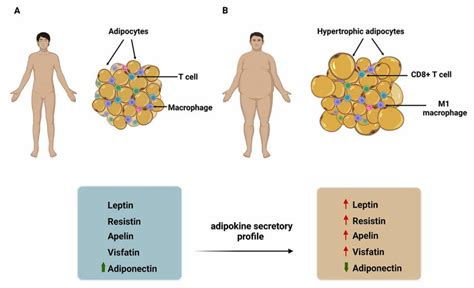 Changes In Adipose Tissue During Obesity A Adipose Tissue Of