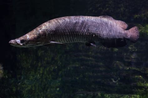 Dinosaur Fish Of The Amazon The Arapaima Rainforest Cruises