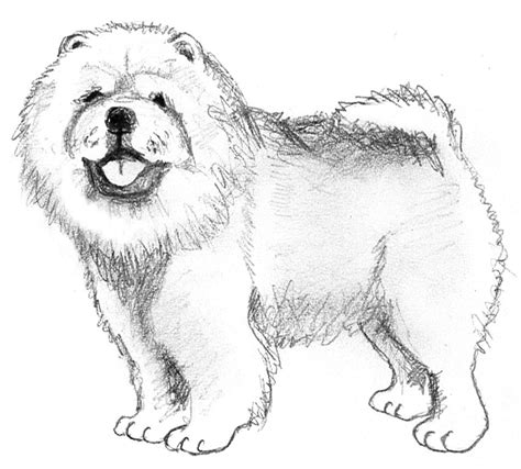 Chow Chow Drawing Dog Sketch Dog Drawing Dog Art