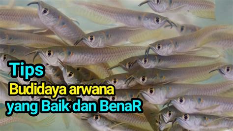 Tips Budidaya Ikan Arwana Yang Baik Dan Benar Youtube