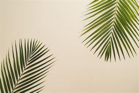 Premium Photo | Tropical palm leaves background