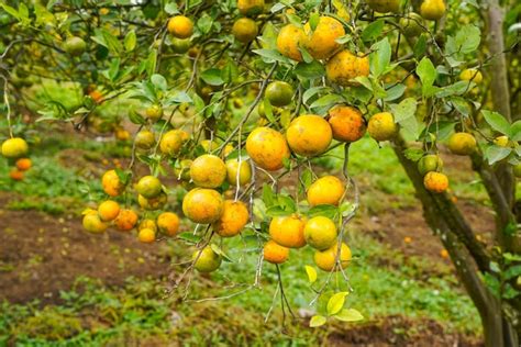 Naranjas En El árbol Listas Para Cosechas Navel Orange Citrus