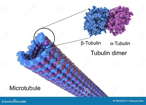 Tubulin, A Component Of Microtubules Royalty-Free Cartoon ...