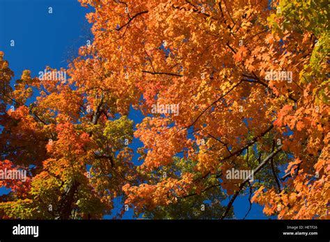 Sugar Maple Foliage Hi Res Stock Photography And Images Alamy