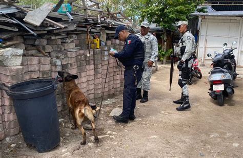 Binomio Canino Halla Bolsa Con Presunta Droga Frente A Puerta Maya En