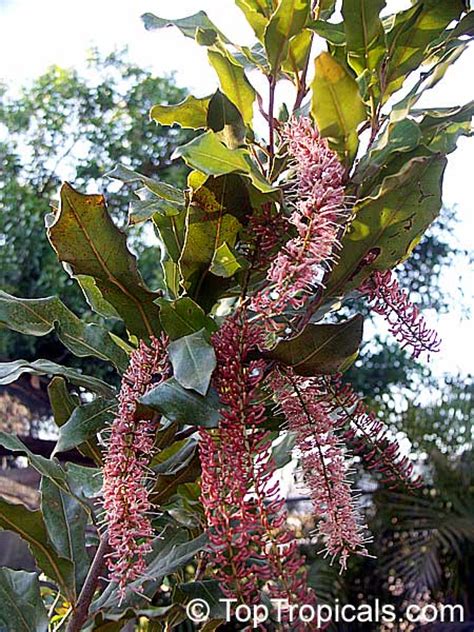 Macadamia Nut Tree Flower