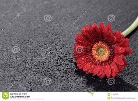 Flor Roja Del Gerbera Con Las Gotitas De Agua Aisladas En Negro Imagen