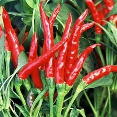 Thai Gong Bao Dragon Hot Pepper Plants Two Live Plants High Yield Edible Ornamental Etsy