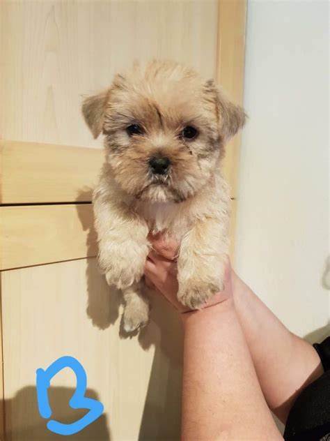 23 Shih Tzu Terrier Puppies For Sale L2sanpiero