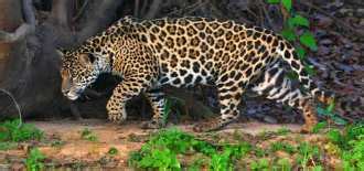 Best Haryana Wildlife Sanctuaries & National Parks