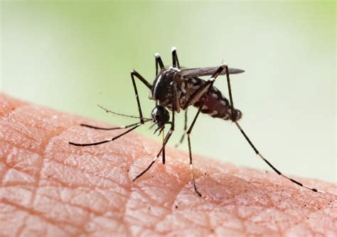 Dengue cuánto frío debe hacer para que no pique el mosquito Minuto