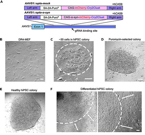 The Changes In Hipsc Colony Formation During Nucleofection And