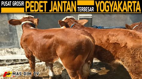 Pusat Grosir Pedet Jantan Terbesar Pasar Sapi Ambarketawang Yogyakarta