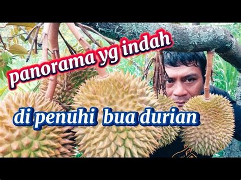 Suasana Pemandangan Yg Indah Di Desa Di Penuhi Bua Durian Youtube