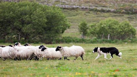 Image Result For Irish Sheepdog Dublin Tours Ireland Tours Kilkenny