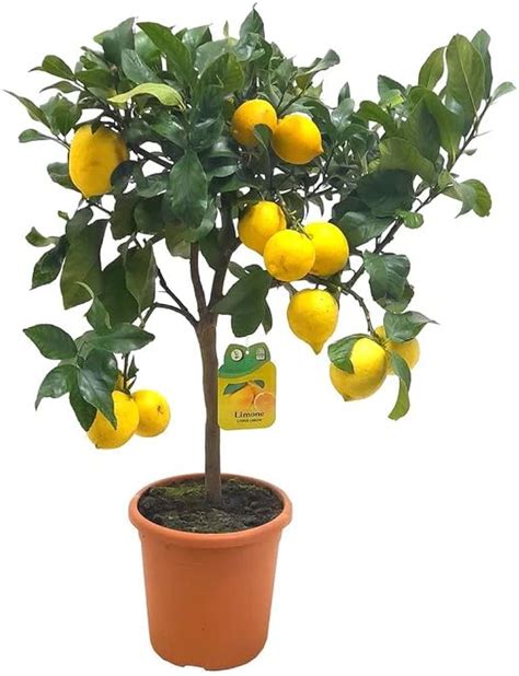 Limonero En Maceta Guía Para Cultivar Limones Y Otros 57 Off