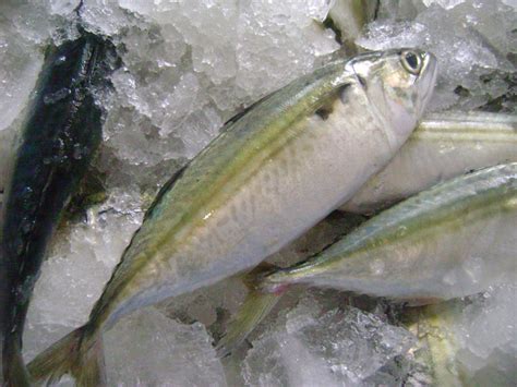 Indian Mackerel - Coastal Catch LLP