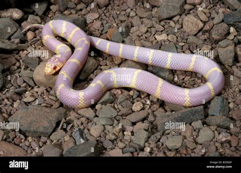 Albino California Kingsnake Lampropeltis Getulus Califoriae Stock Photo