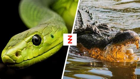 Brzi Kviz Zmija Aligator Ili Nešto Treće Da Si Gmizavac šta Bi Bio