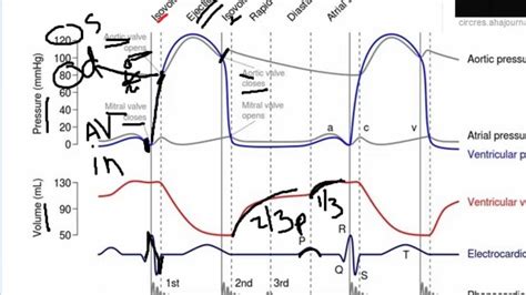 Wiggers Diagram Cardiac Cycle