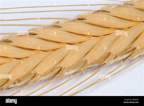 Einkorn Wheat Triticum Monococcum Stock Photo Alamy