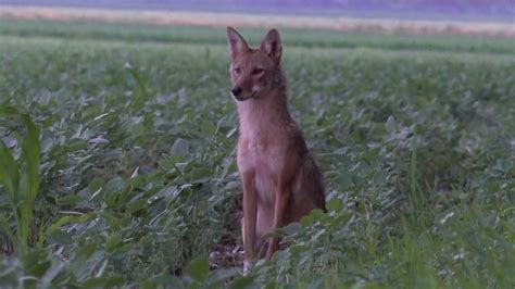 Coyote Keeps Sitting Down At Close Range Self Filmed Coyote Hunt In