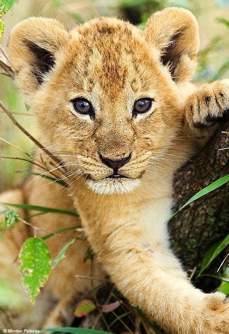 Fotos de todos los bebés del reino animal Hermoso león bebé