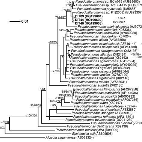 Neighbour Joining Tree Indicating The Phylogenetic Relationships