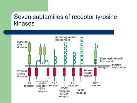 Ppt Receptor Tyrosine Kinases Powerpoint Presentation Free Download