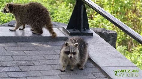 How To Keep Raccoons Off Your Roof And Property Wildlife Control