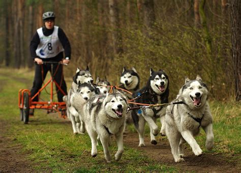 Husky Sled Dogs - Free photo on Pixabay - Pixabay