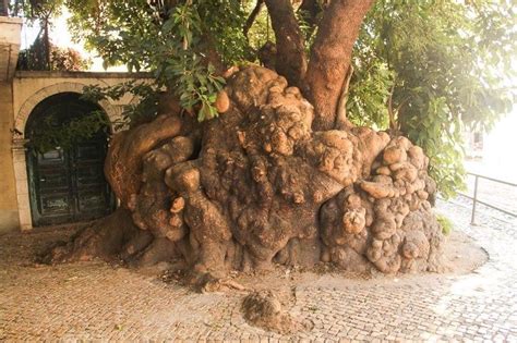 300 year old tree in Lisbon : r/marijuanaenthusiasts