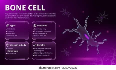 580 Types bone cells Images, Stock Photos & Vectors | Shutterstock