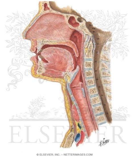 Mouth and Throat Diagram Diagram | Quizlet