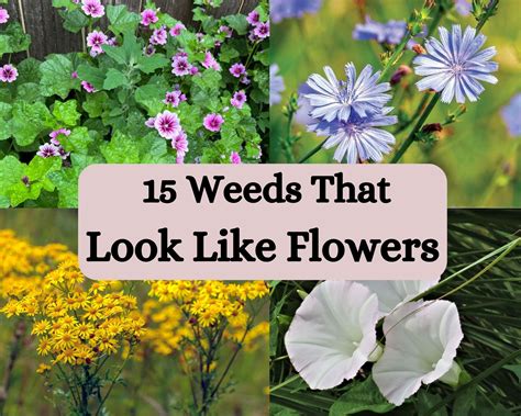 15 Weeds That Look Like Flowers With Pictures