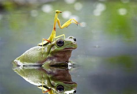 Praying Mantis Riding Frog To Cross The Pond