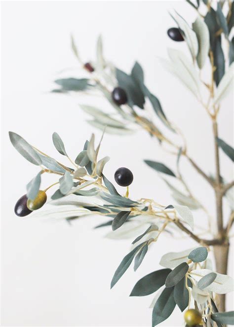 Olive Tree Wallpapers - Top Free Olive Tree Backgrounds - WallpaperAccess