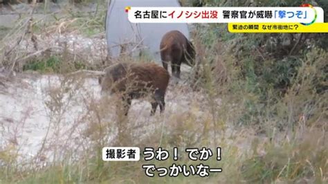 近くの人にイノシシが“突進”警察官が拳銃構え「撃つぞ！」名古屋の河川敷に2頭出没 緊迫の一部始終 東海テレビnews