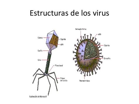 Virus Morfologíacomponentes Y Replicación