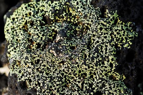 The Microscopic World Of Lichens New Zealand Geographic