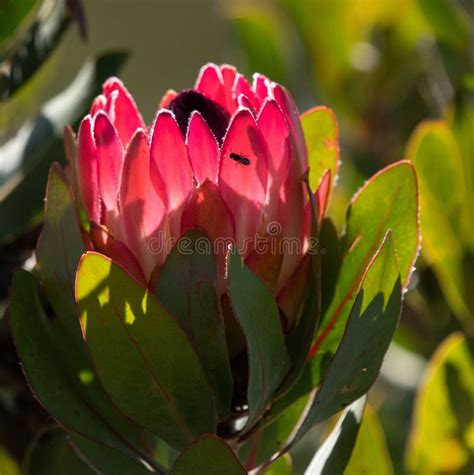 Close Up Of King Protea Protea Cynaroides With Insect Illuminated On