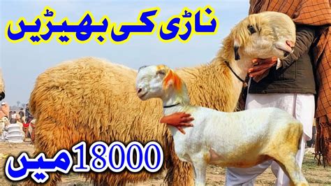 Sheep Mandi Dera Ghazi Khan Ki Village Goat Farm 30 09 2024 YouTube