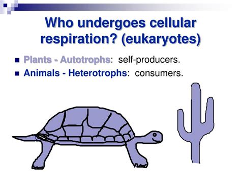 Ppt Glycolysis And Fermentation Powerpoint Presentation Free Download Id 6619204