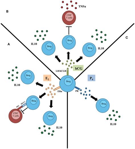 Schematic Representation Depicting The Influence Of Female Sex Hormones