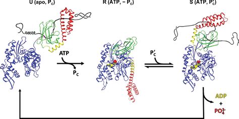 IUCr Intermediates In Allosteric Equilibria Of DnaKATP Interactions