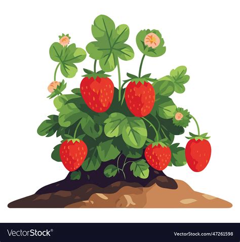 Strawberry plant Royalty Free Vector Image - VectorStock