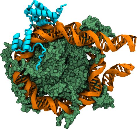 Computer Simulations Visualize How Dna Is Recognized To Convert Cells Into Stem Cells Hubrecht